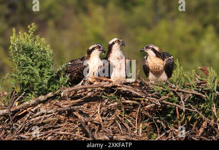 Familie Osprey ins Nest, Quebec, Kanada Stockfoto