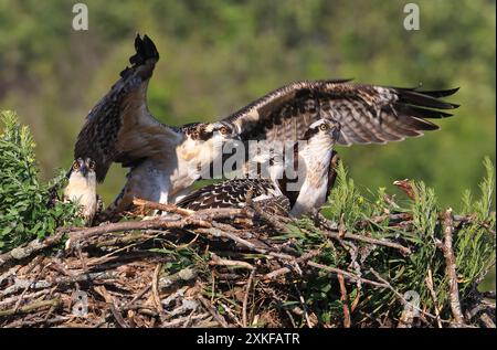 Familie Osprey ins Nest, Quebec, Kanada Stockfoto