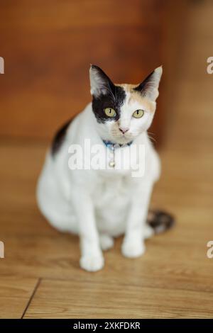 Die Katze sitzt anmutig auf einem Holzboden, ihre auffälligen gelben Augen blicken in die Linse. Der blaue Kragen mit Glocke sorgt für einen Hauch von Charme. Stockfoto