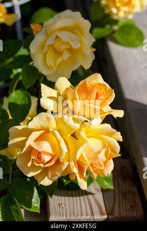 „Hansestadt Rostock“ Floribunda Rose, Floribundaros (Rosa) Stockfoto