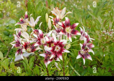 'Tango Cappuccino' Asiatische Lilie, Asiatisk lilja (Lilium asiatica) Stockfoto