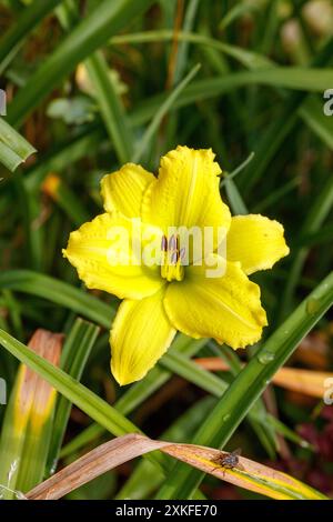 'Green Flutter' Daylily, Daglilja (Hemerocallis) Stockfoto