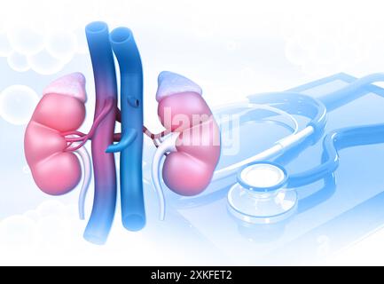 Menschliche Niere mit Stethoskop. Diagnostik und Behandlung der Niere. 3D-Abbildung Stockfoto