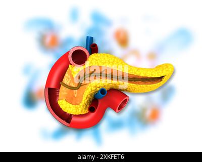 Anatomie des Pankreas. 3D-Abbildung Stockfoto