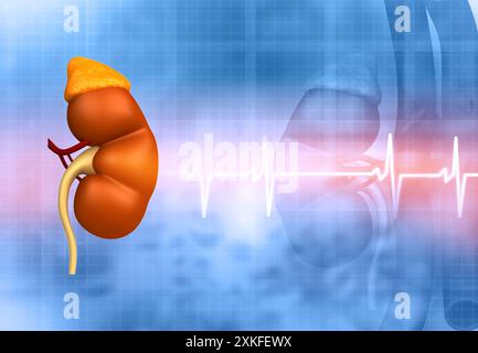 Menschliche Nierenanatomie auf wissenschaftlichem Hintergrund. 3D-Rendering Stockfoto