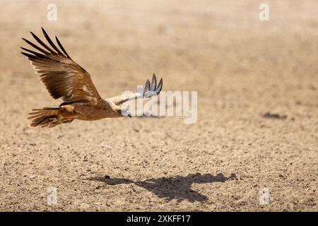 Tawny Adler (Aquila rapax) im Tiefflug wirft seinen Schatten auf den Boden Stockfoto
