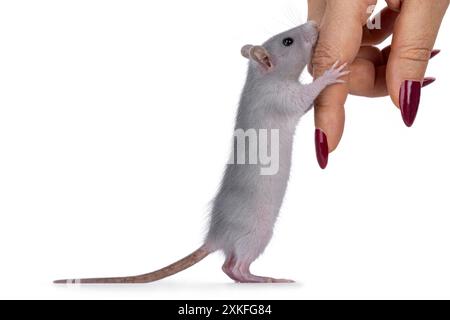 Süße blaue junge Ratte, die auf Hinterbeinen steht und den Finger einer Frau mit rotem nagellack hält. Nach oben schauen. Isoliert auf weißem Hintergrund. Stockfoto