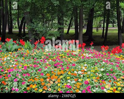 Blühende urbane Wiese mit Mohn Stockfoto