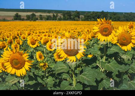 Sonnenblumen vor blauem Himmel. Ein großes Feld mit Sonnenblumen, Ackerland. Hochwertige Fotos Stockfoto