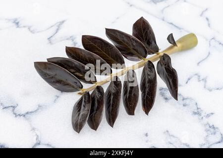 Zamioculcas zamiifolia Raven, schwarzer ZZ-Pflanzenzweig auf Marmorboden Hintergrund Stockfoto