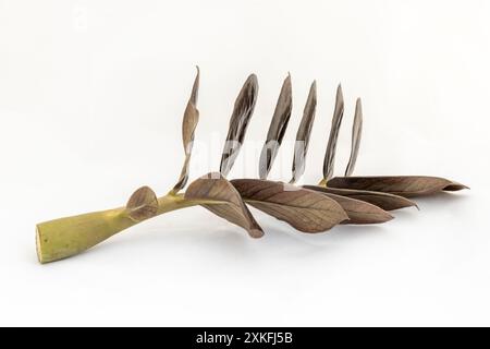 Schwarzer Zamioculcas Zamiifolia Pflanzenstamm mit glänzenden schwarzen Blättern isoliert auf weißem Hintergrund Stockfoto