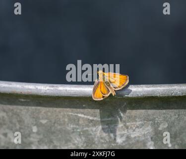 Der Essex-Skipper (Thymelicus lineola), orangener Schmetterling. Europäischer Kapitän - Nahaufnahme. Schmetterling sitzt auf dem Rand eines Zinkeimers. Stockfoto