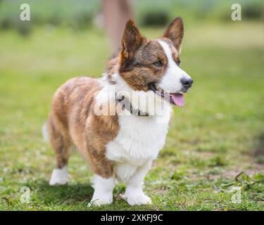 Walisischer Corgi Cardigan Porträt. Brindle und weißer Cardigan Welsh Corgi Hund auf einem Gras, draußen. Stockfoto