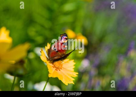 Europäischer Pfau-Schmetterling Aglais io sitzt auf einer Johannisbeerblume Nahaufnahme horizontaler Schuss verschwommenes Backgroung Bokeh Stockfoto