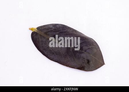 Einzelnes schwarzes Blatt der Zamioculcas Zamiifolia Pflanze auf weißem isoliertem Hintergrund Stockfoto