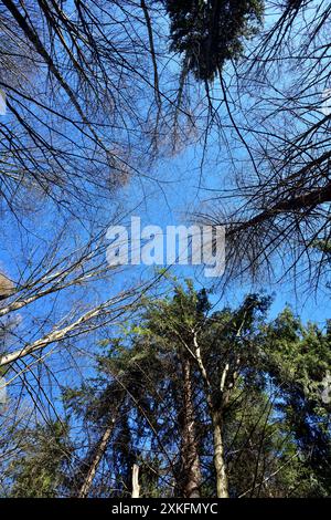 Symmetrisches Wachstum von Bäumen von unten nach oben in Richtung Himmel Stockfoto