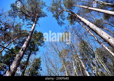 Ein Blick der Augen von unten nach oben auf die Kronen der Bäume des Kreises Stockfoto