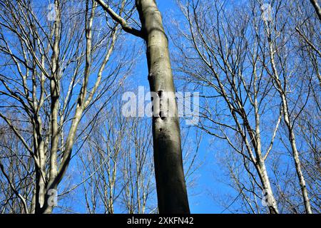 Ein Blick der Augen von unten nach oben auf die Kronen der Bäume des Kreises Stockfoto
