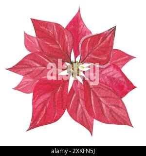 Rote Weihnachtsstern. Illustration mit Weihnachtsaquarell. Handgezeichnete Winterpflanzen. Isoliertes Neujahrsdekor im PNG-Format Stockfoto