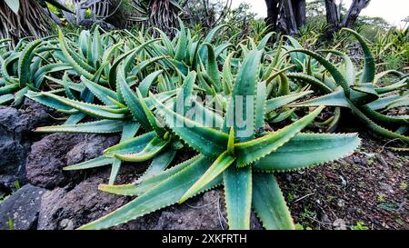 Erleben Sie die blühenden Aloe Vera Pflanzen, die in einer wunderschönen Gartenumgebung blühen Stockfoto