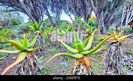 Erleben Sie die blühenden Aloe Vera Pflanzen, die in einer wunderschönen Gartenumgebung blühen Stockfoto