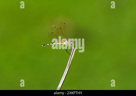 Dragon Fly auf einem dünnen Grashalm vor einem sauberen und grünen Bokeh oder einem unscharfen Hintergrund Stockfoto