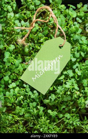 Microgreen Etikett: Frisch und gesund Stockfoto