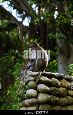 Moneky sitzt auf einer Steinmauer Stockfoto