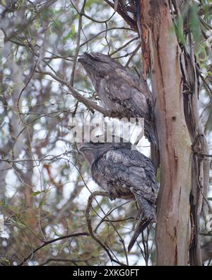 Camo-Vögel Stockfoto