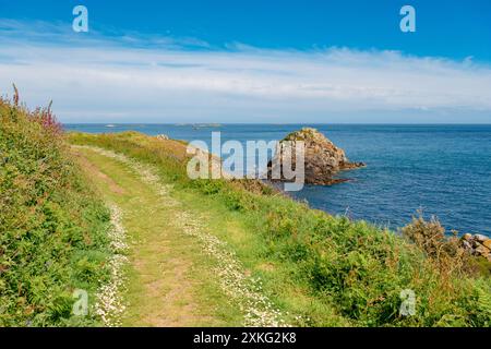 Gänseblümchen säumen den Küstenpfad mit Wildblumen im Sommer an der Ostküste der Insel Herm, Guernsey, Kanalinseln, Großbritannien und Europa Stockfoto