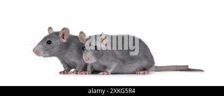 Zwei junge graue Ratten, die nebeneinander stehen. Blick auf die Kamera. Isoliert auf weißem Hintergrund. Stockfoto