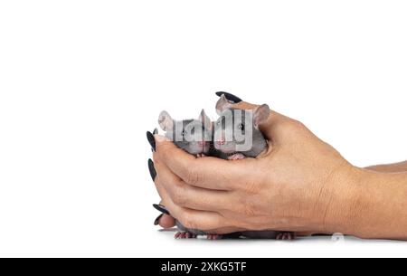 Zwei junge graue Ratten sitzen zusammen in weiblichen Händen mit schwarzem Nagellack. Blick auf die Kamera. Isoliert auf weißem Hintergrund. Stockfoto