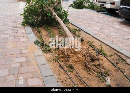 Entwurzelter Baum und städtisches Bewässerungssystem sind nach einem starken Windsturm-Tornado entstanden. Hurrikan in den VAE Stockfoto