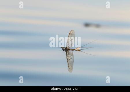 Ephemera vulgata, auf einer Wasseroberfläche, Seitenansicht, Deutschland Stockfoto