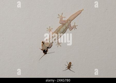 Asiatischer Blattzehengecko, asiatischer Hausgecko, Cheechak (Hemidactylus frenatus), isst kleine Kakerlake an der Hauswand unter Hausnummernlicht, USA, Stockfoto