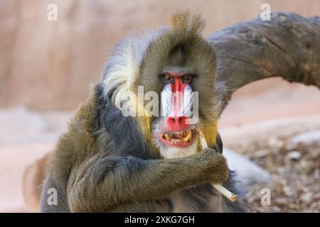 Bohrer, Mandrill (Papio leucophaeus, Mandrillus leucophaeus, Mandrillus.sphinx), männlich, mit entblößten Zähnen, USA, Arizona Stockfoto