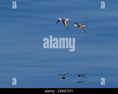 Hyperboreanische Phalarope, Nordphalarope, Rothalsphalarope, Rothalsphalarope (Phalaropus lobatus), zwei über dem Meer fliegende Phalarope, Indone Stockfoto