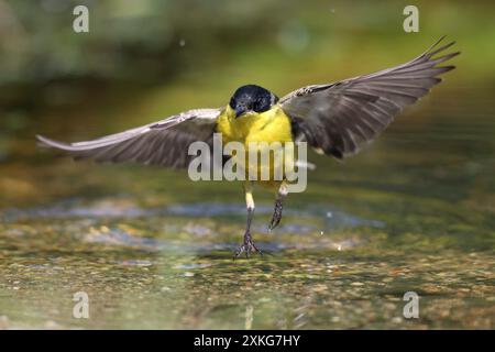 Schwarzkopf-Wagtail (Motacilla feldegg, Motacilla flava feldegg), männlich, ausgehend von Flachwasser, Vorderansicht, Niederlande, Drenthe, Emmen Stockfoto