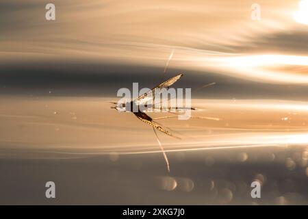 Ephemera vulgata, auf einer Wasseroberfläche, Seitenansicht, Deutschland Stockfoto