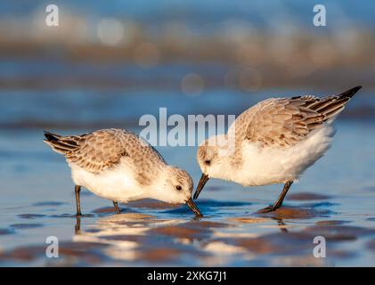 sanderling (Calidris alba), zwei Sanderlinge, die am Nordseestrand in den Niederlanden, Südholland auf der Suche sind Stockfoto