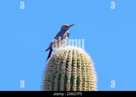 gila-Spechte (Melanerpes uropygialis), männlich auf einem Saguaro-Kakteen, USA, Arizona, Sonora-Wueste, Scottsdale Stockfoto