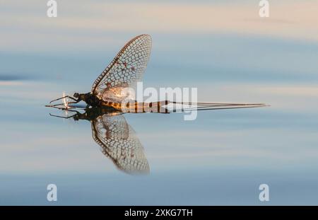 Ephemera vulgata, auf einer Wasseroberfläche, Seitenansicht, Deutschland Stockfoto