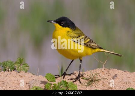 Schwarzköpfiger Wagtail (Motacilla feldegg, Motacilla flava feldegg), auf dem Boden sitzend, Kuwait, Al Abraq Stockfoto