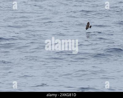 britischer Sturmsturm (Hydrobates pelagicus), im Flug tief über Meer in Ostpolynesien, Französisch-Polynesien Stockfoto