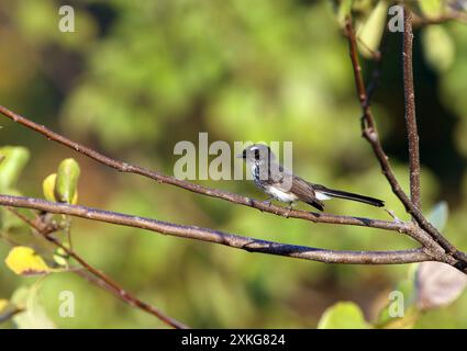 Roti fantail (Rhipidura rufiventris tenkatei, Rhipidura tenkatei), sitzt auf einem Zweig, Indonesien, kleine Sundas, Rote Insel Stockfoto