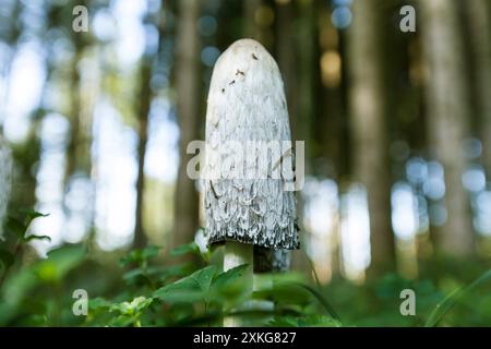Shaggy Tuschenkappe, Anwaltsperücke, Shaggy Mähne (Coprinus comatus, Coprinus ovatus), auf Waldgrund, Deutschland Stockfoto