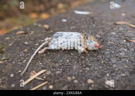 Holzmaus, Langschwanzfeldmaus (Apodemus sylvaticus), tote Maus am Straßenrand, Deutschland Stockfoto