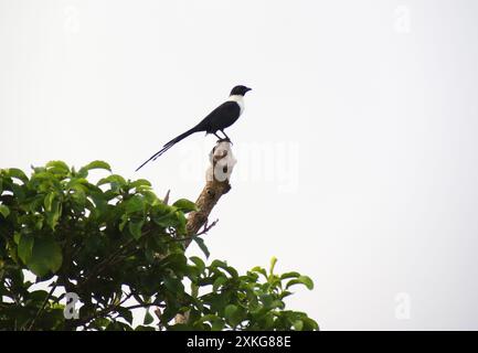 Sulawesi Elster, Buton Myna, Buton Starling, Celebes Elster, Vieillot Myna, weißhalsige Myna (Streptocitta albicollis), sitzend auf einem Ast, Indone Stockfoto