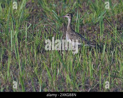 Kleiner Brach (Numenius minutus), auf dem Boden sitzend, Indonesien, Bandameer Stockfoto