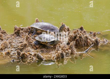 Eastern River Cooter (Pseudemys concinna concinna), zwei östliche Flusskooter, die sich auf einer Schilfinsel in den USA, Arizona, sonnen Stockfoto